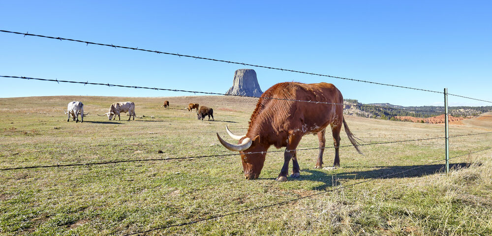 animal fence