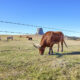 animal fence