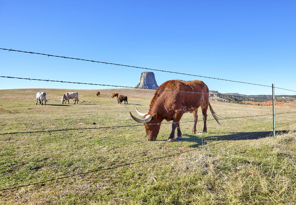 animal fence